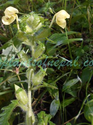 Pedicularis hoffmeisteri Klotzsch Plants of Nepal