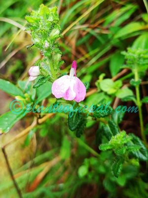 Pedicularis bifida (Buch.-Ham. ex D.Don) Pennell Plants of Nepal