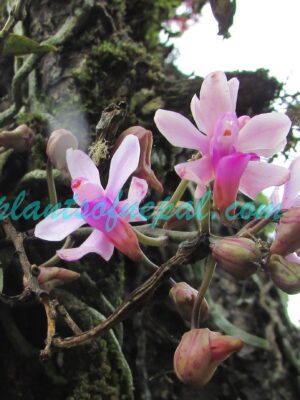 Phalaenopsis taenialis (Lindl.) Christenson & Pradhan Plants of Nepal