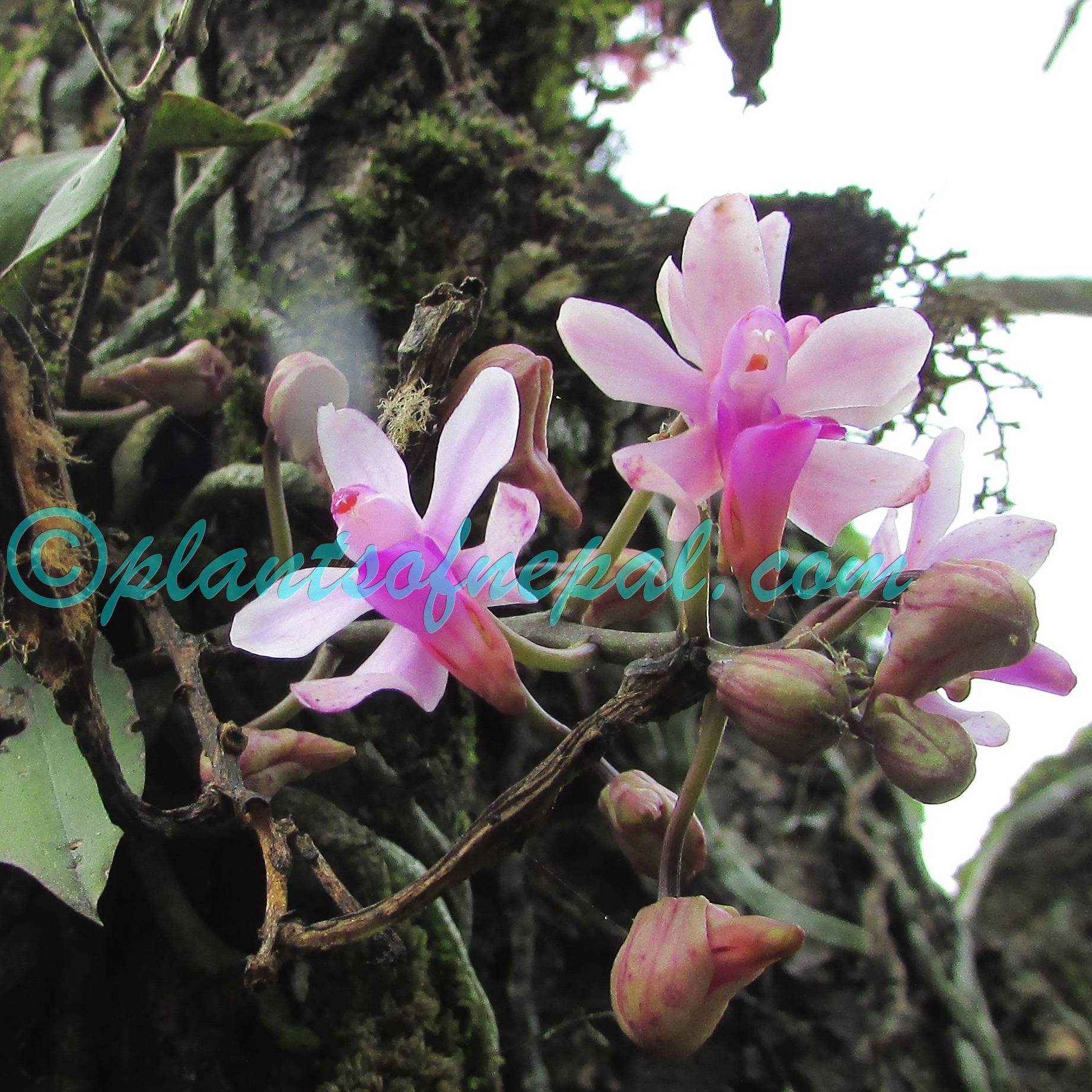 Phalaenopsis taenialis (Lindl.) Christenson & Pradhan Plants of Nepal