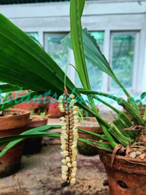 Coelogyne imbricata (Hook.) Rchb.f.