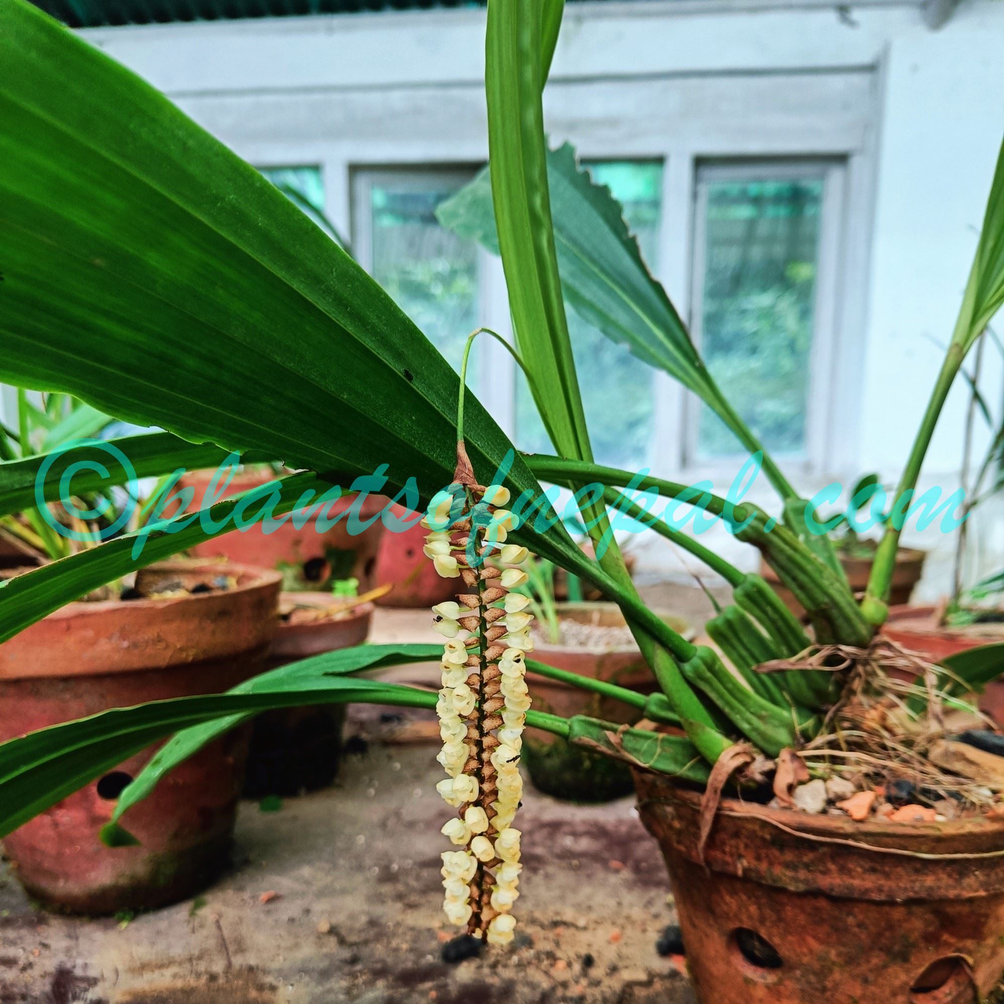Coelogyne imbricata (Hook.) Rchb.f.