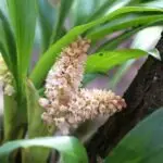 Pinalia-spicata