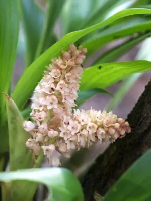 Pinalia spicata (D.Don) S.C.Chen & J.J.Wood Plants of Nepal