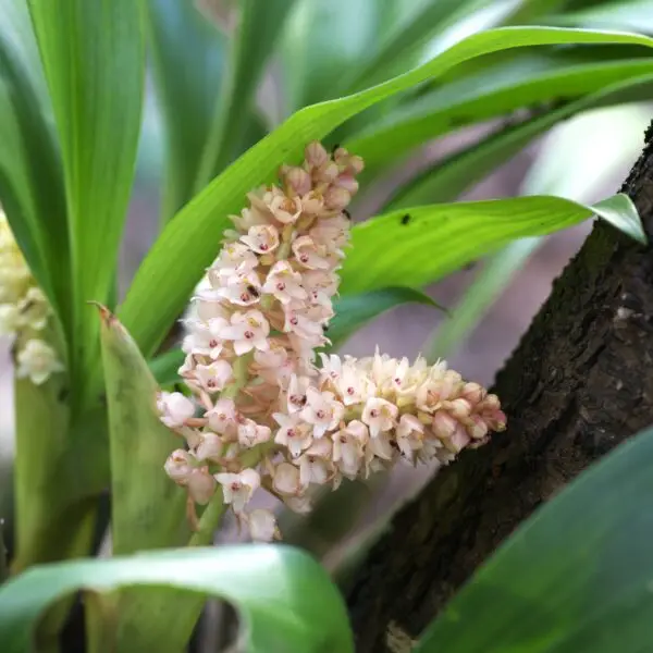 Pinalia spicata (D.Don) S.C.Chen & J.J.Wood Plants of Nepal