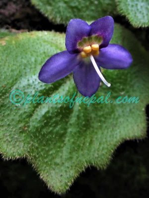 Platystemma violoides Wall. Plants of Nepal