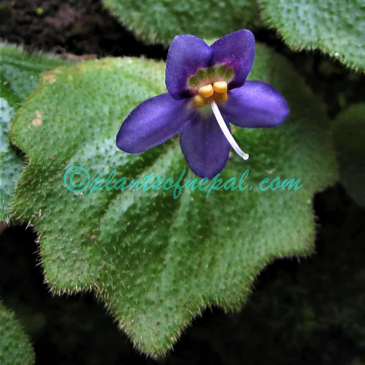 Platystemma violoides Wall. Plants of Nepal