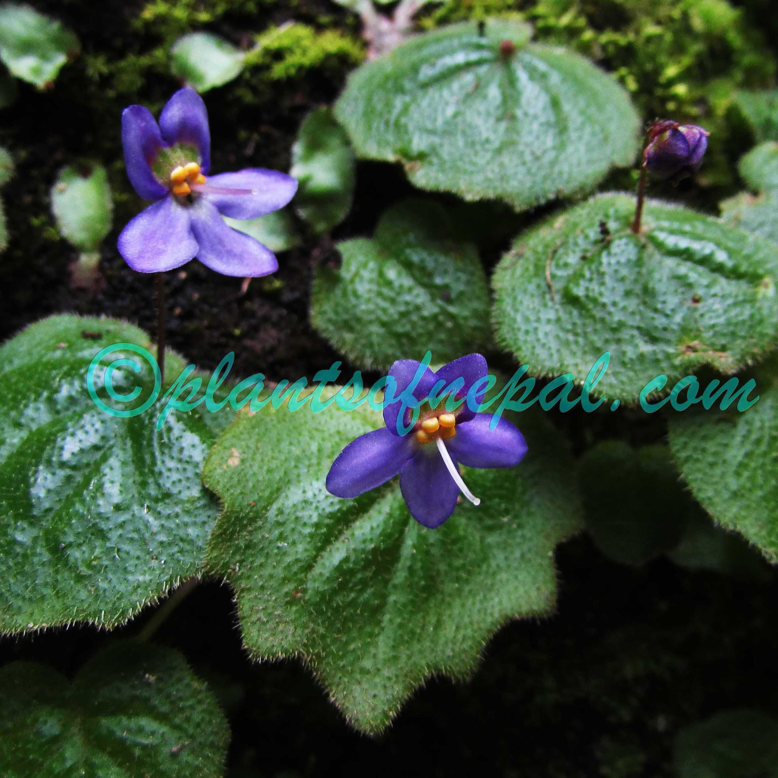 Platystemma violoides Wall. Plants of Nepal