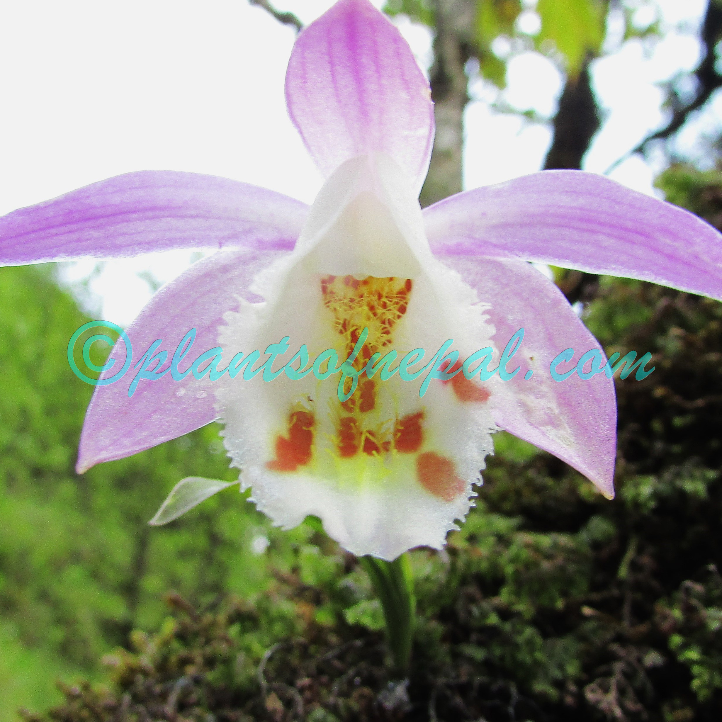Pleione hookeriana (Lindl.) Rollisson Plants of Nepal