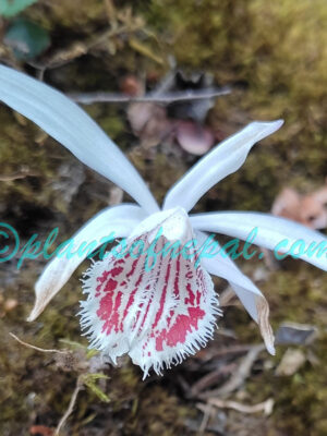 Pleione humilis (Sm.) D.Don Plants of Nepal