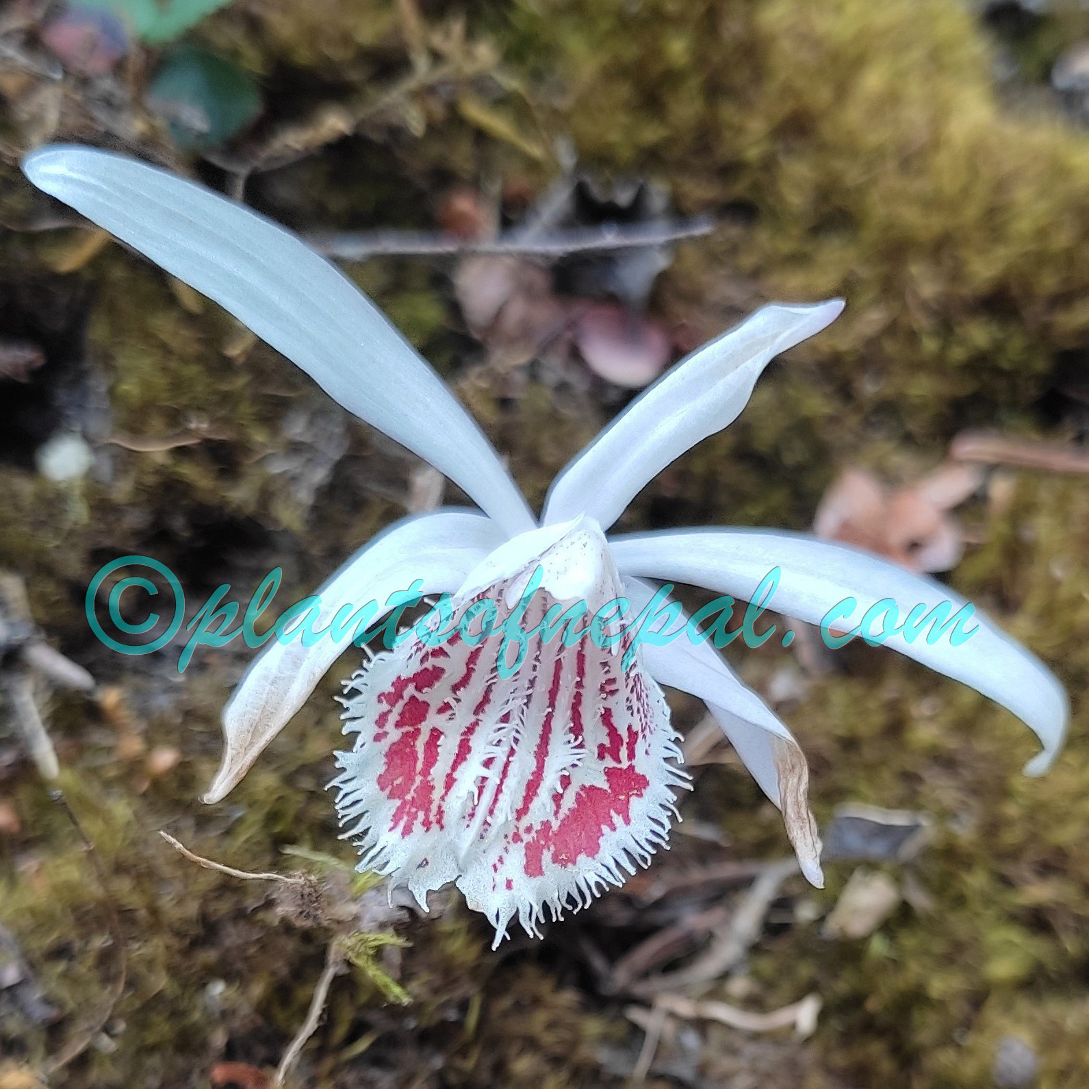 Pleione humilis (Sm.) D.Don Plants of Nepal