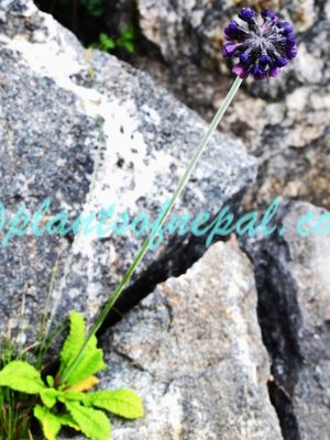 Primula capitata Hook. Plants of Nepal