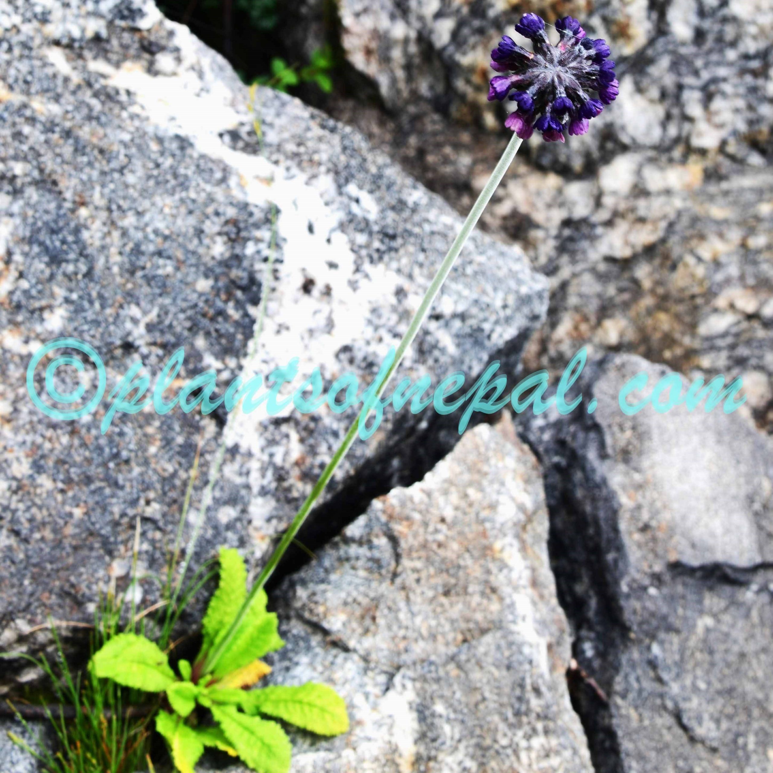 Primula capitata Hook. Plants of Nepal