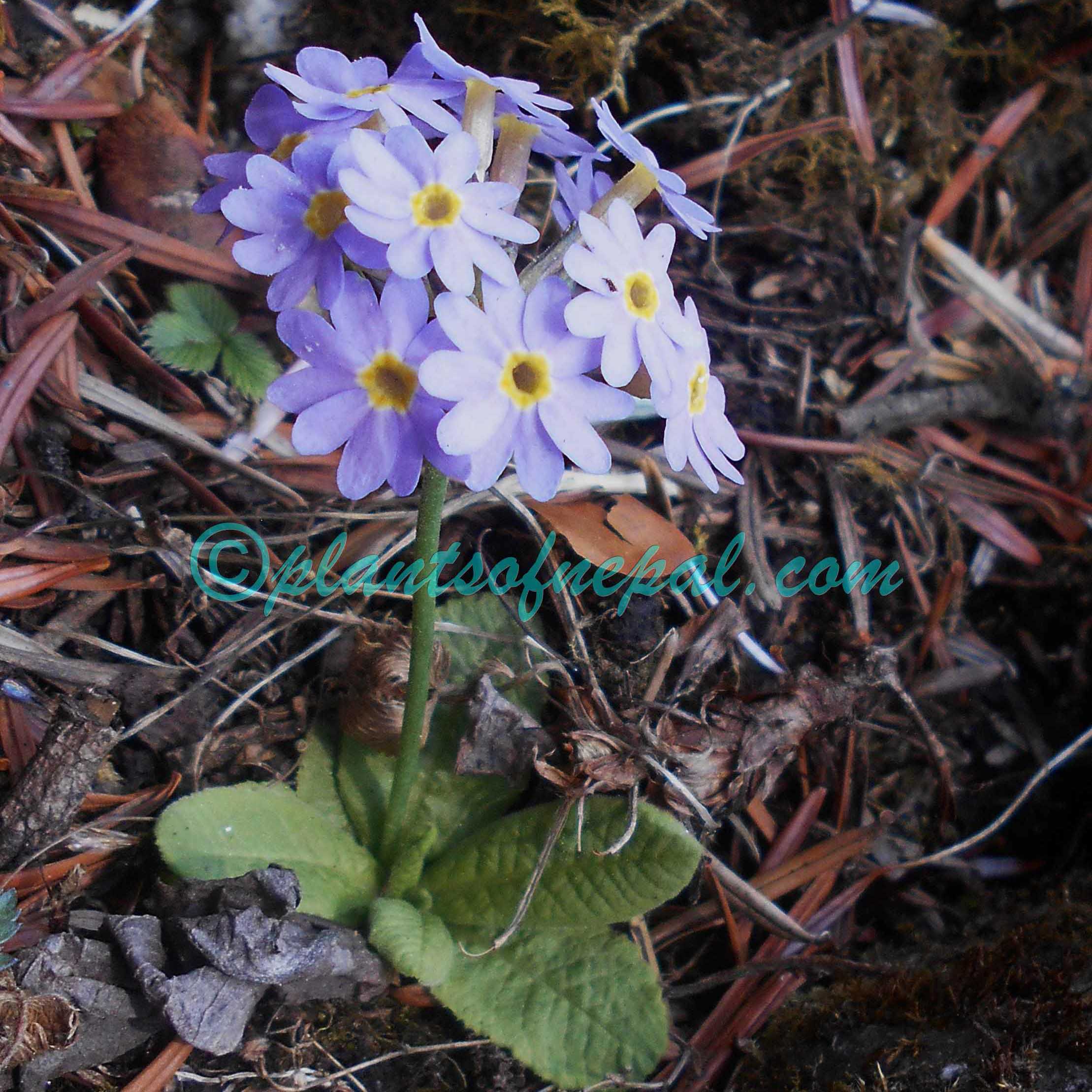 Primula atrodentata W.W.Sm. Plants of Nepal