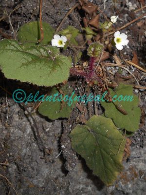 Primula filipes G.Watt Plants of Nepal