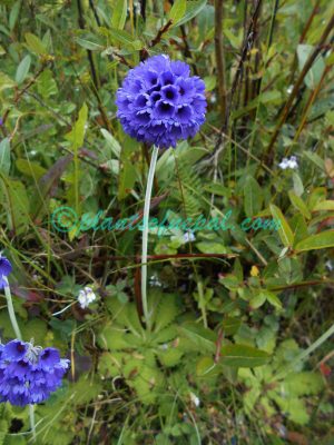Primula glomerata Pax Plants of Nepal