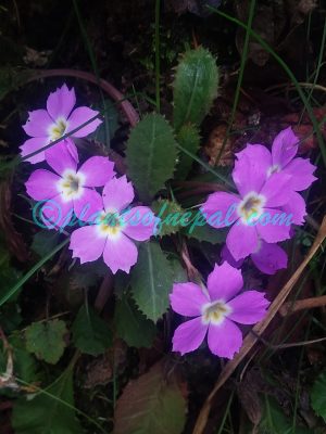 Primula gracilipes Craib Plants of Nepal