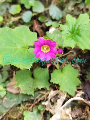 Primula listeri King ex Hook.f. Plants of Nepal