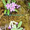 Primula sharmae H.R.Fletcher Plants of Nepal
