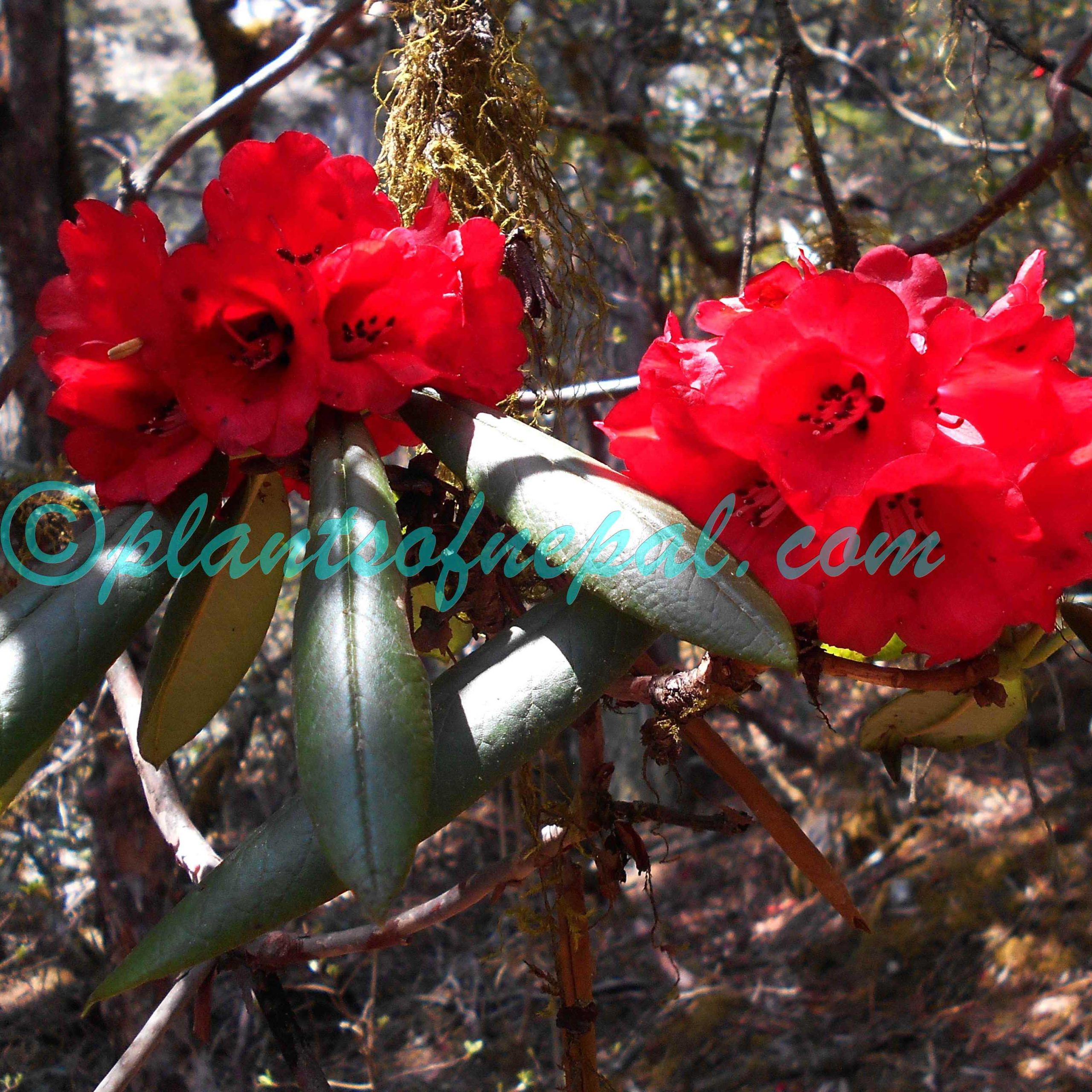 Rhododendron barbatum Wall. ex G.Don Plants of Nepal