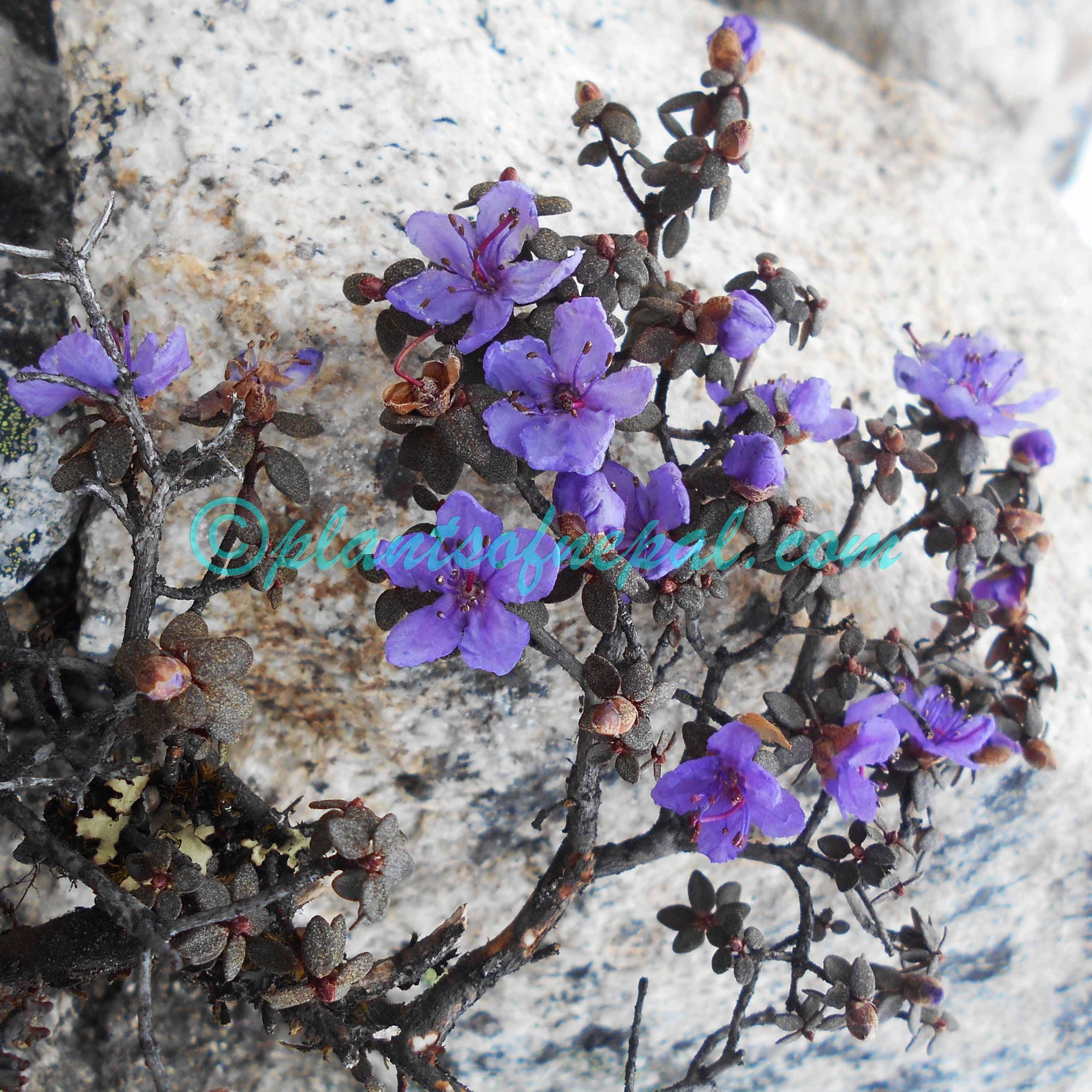 Rhododendron nivale Hook.f. Plants of Nepal