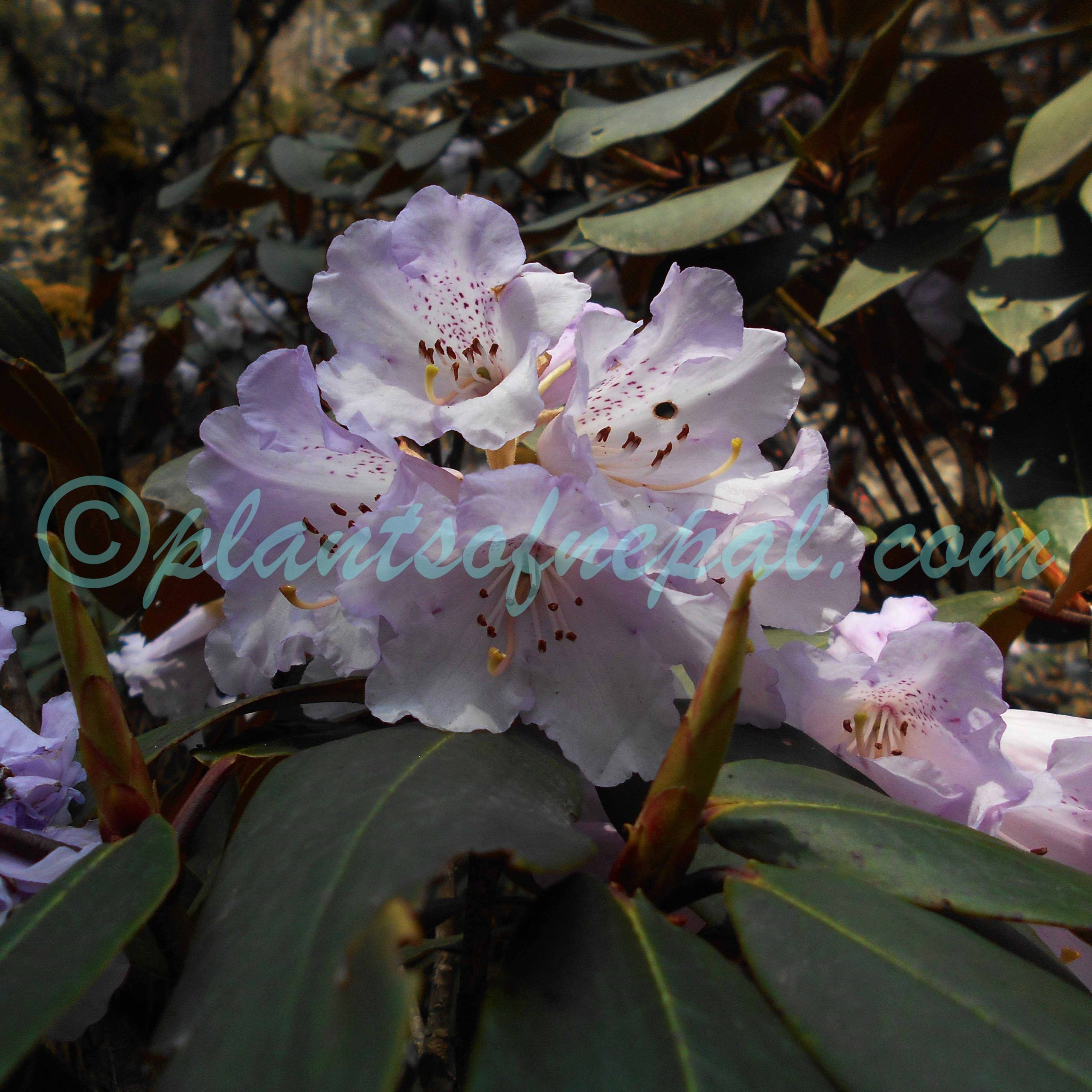 Rhododendron campanulatum D.Don Plants of Nepal