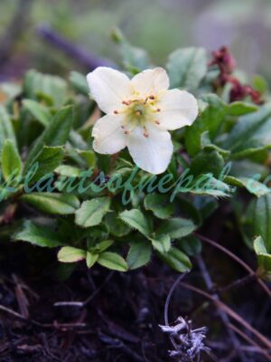 Rhododendron lowndesii Davidian Plants of Nepal