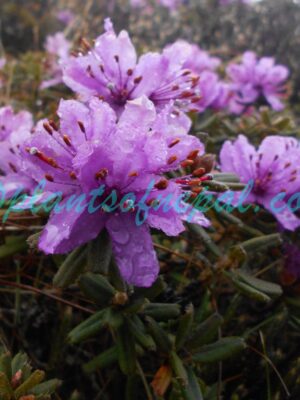 Rhododendron setosum D.Don Plants of Nepal