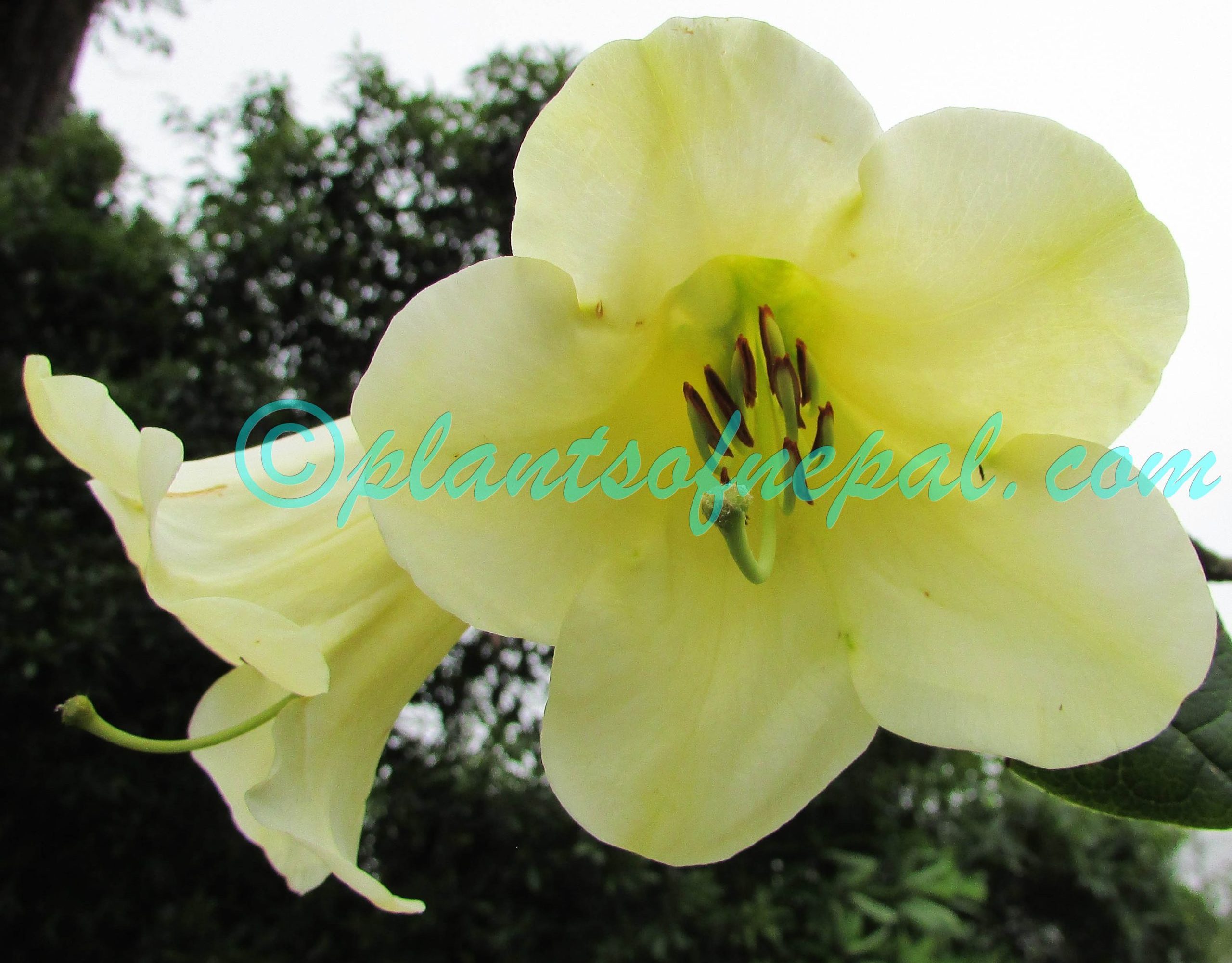 Rhododendron dalhousieae Hook.f. Plants of Nepal