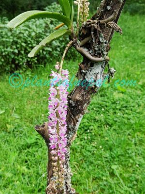 Rhynchostylis retusa (L.) Blume Plants of Nepal