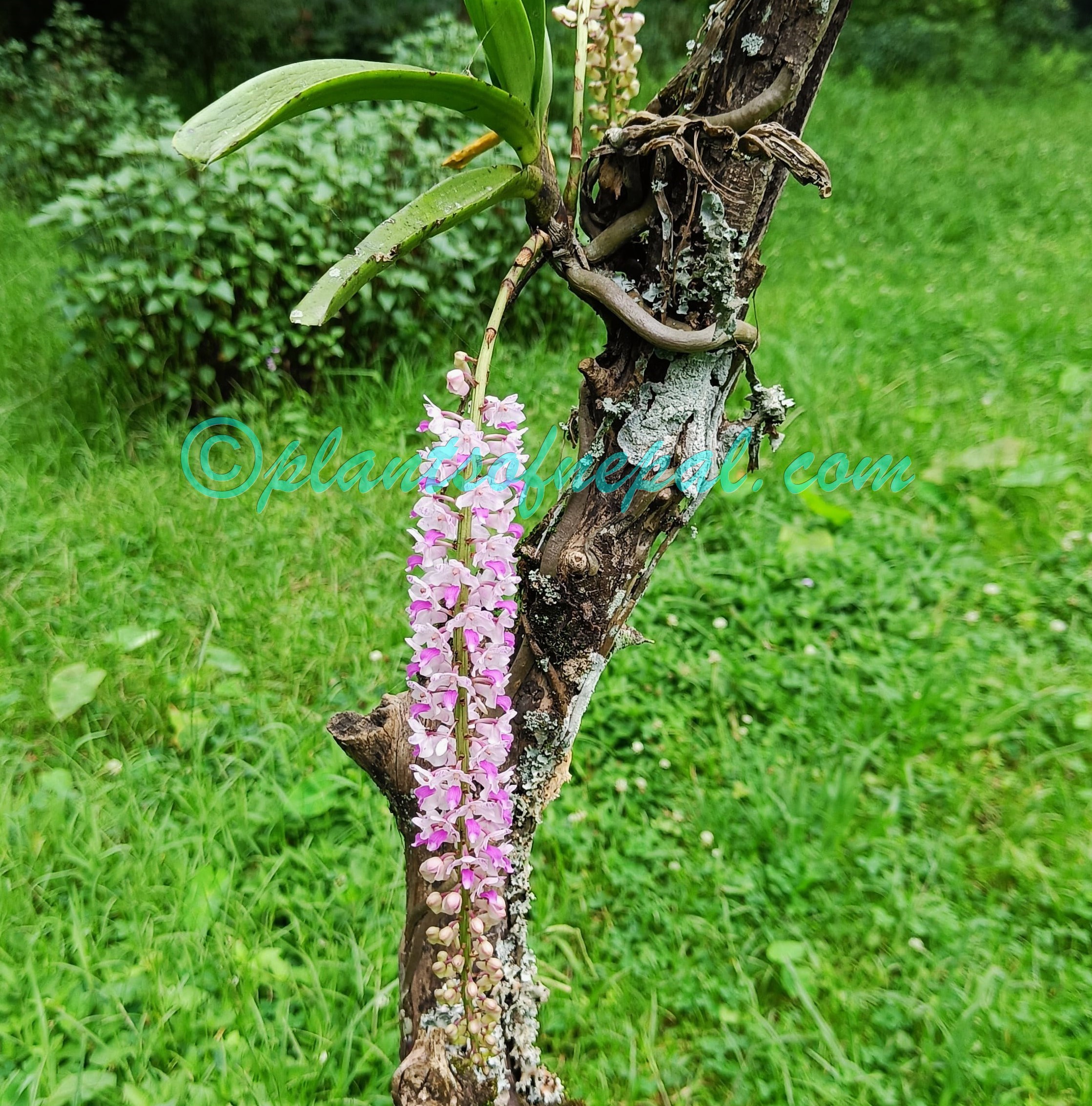 Rhynchostylis retusa (L.) Blume Plants of Nepal