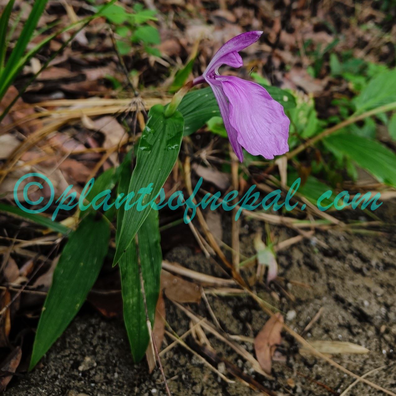 Roscoea purpurea Sm. Plants of Nepal