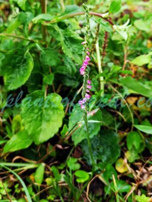 Spiranthes australis (R.Br.) Lindl. Plants of Nepal