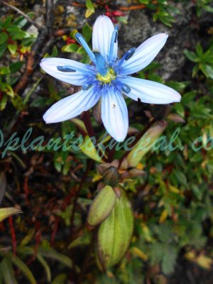 Swertia cuneata D.Don Plants of Nepal