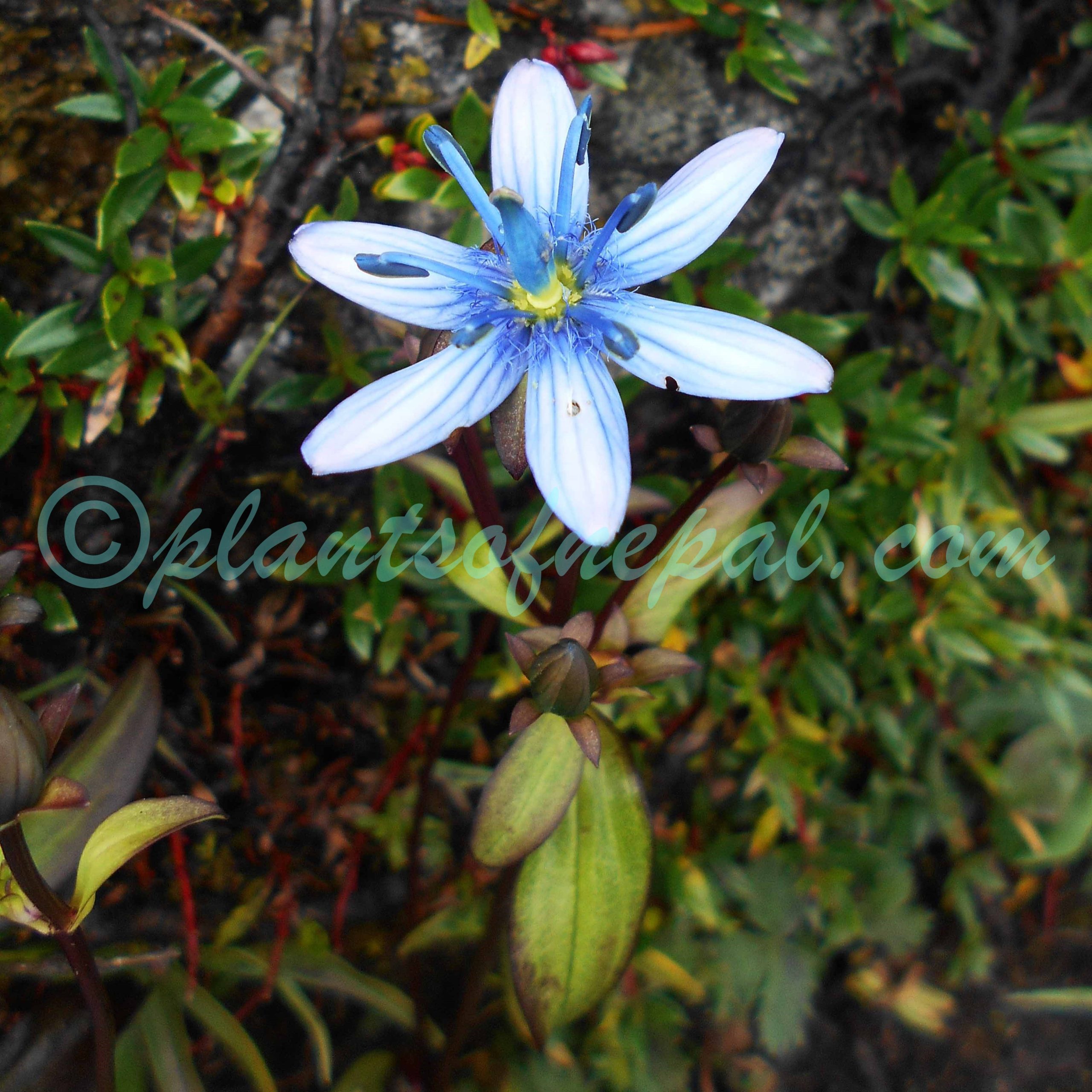 Swertia cuneata D.Don Plants of Nepal