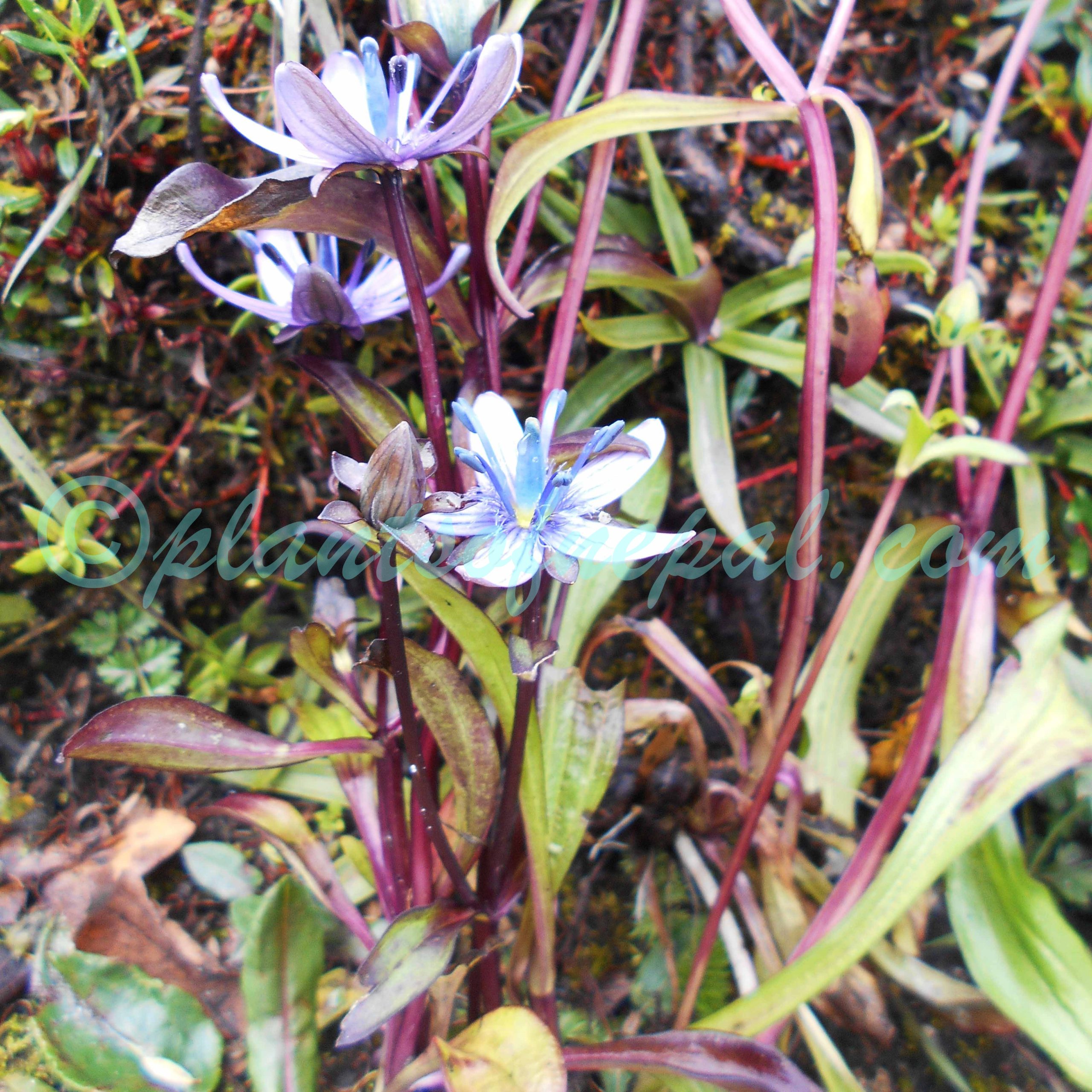 Swertia cuneata D.Don Plants of Nepal