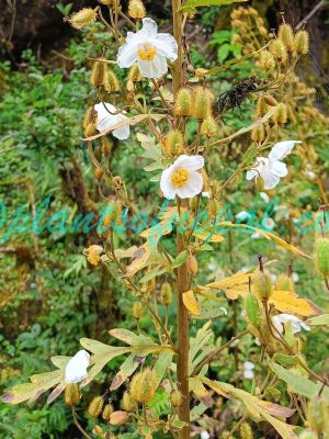 Meconopsis staintonii Grey-Wilson Plants of Nepal