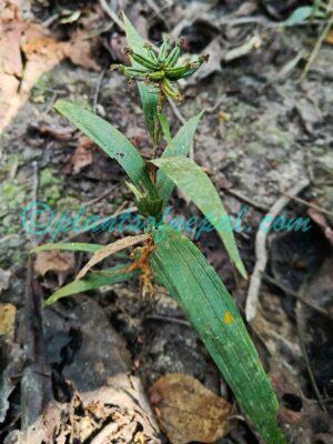 Tropidia curculigoides Lindl. Plants of Nepal