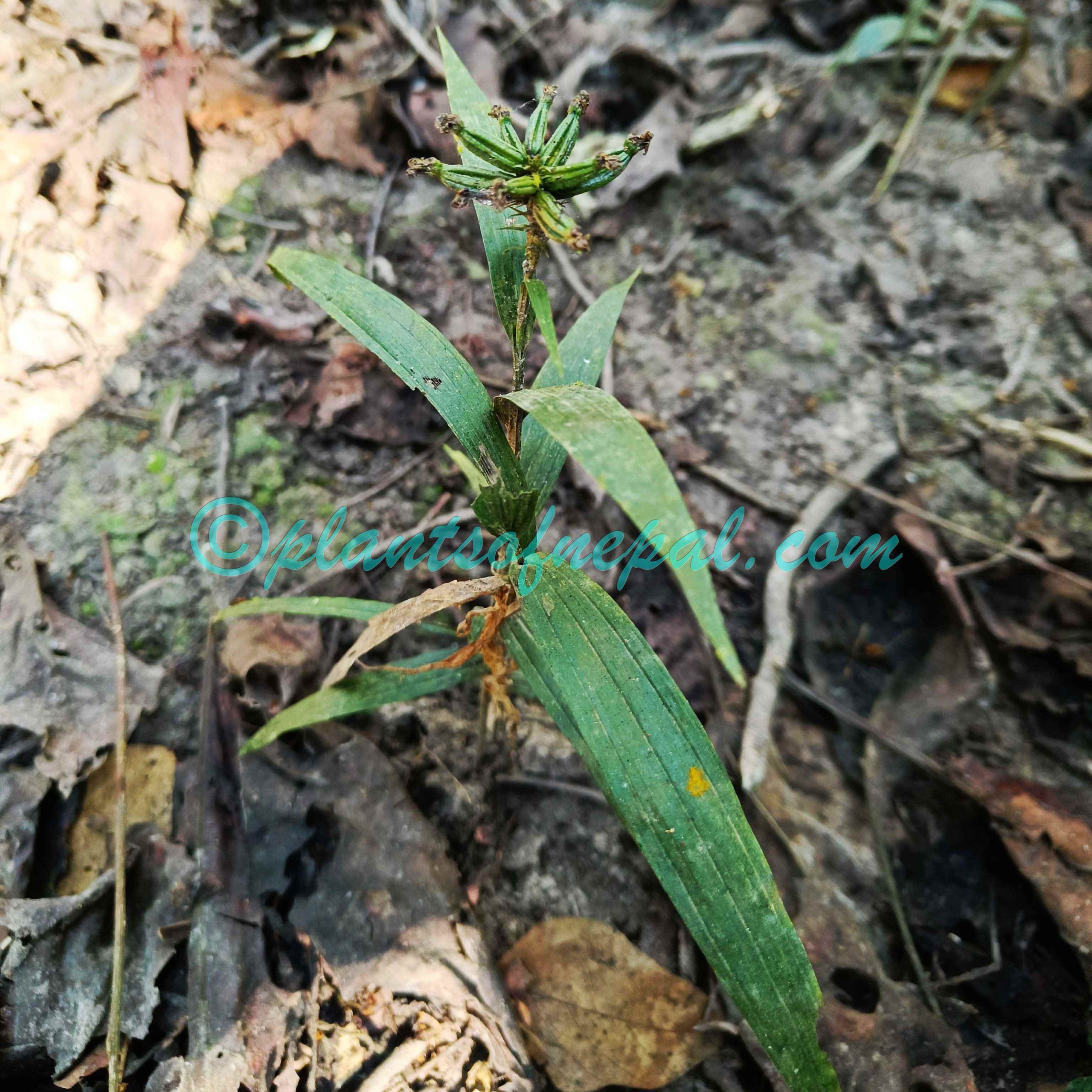 Tropidia curculigoides Lindl. Plants of Nepal