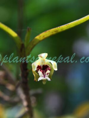 Vanda cristata Wall. ex Lindl.