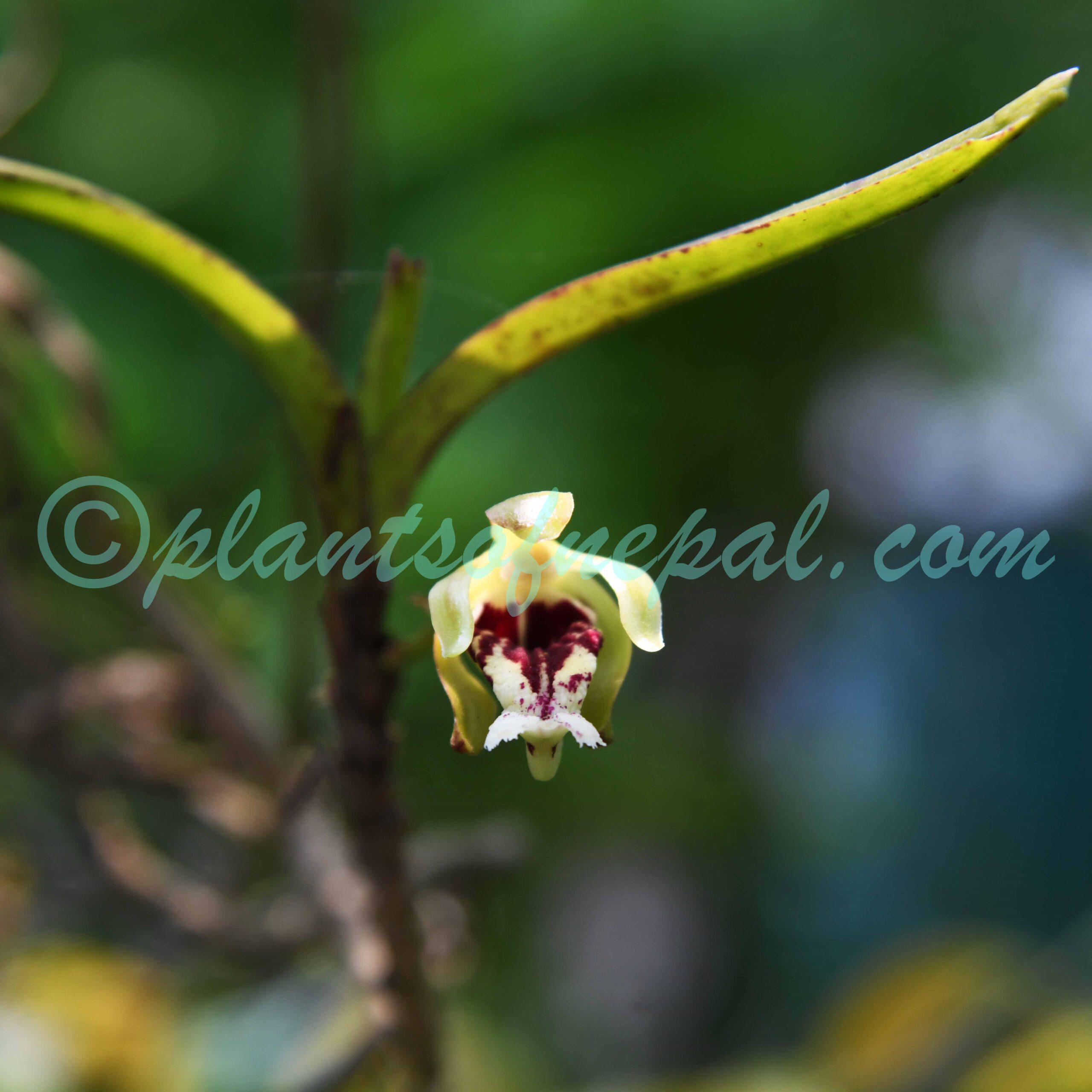 Vanda cristata Wall. ex Lindl.