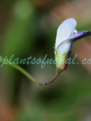Vicia hirsuta (L.) Gray Plants of Nepal