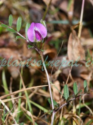Vicia sativa L. Plants of Nepal