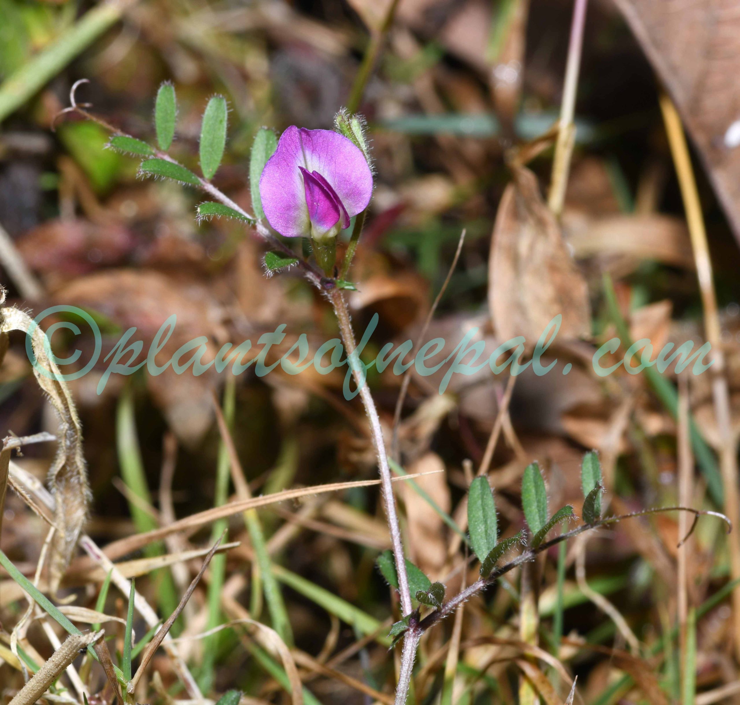 Vicia sativa L. Plants of Nepal