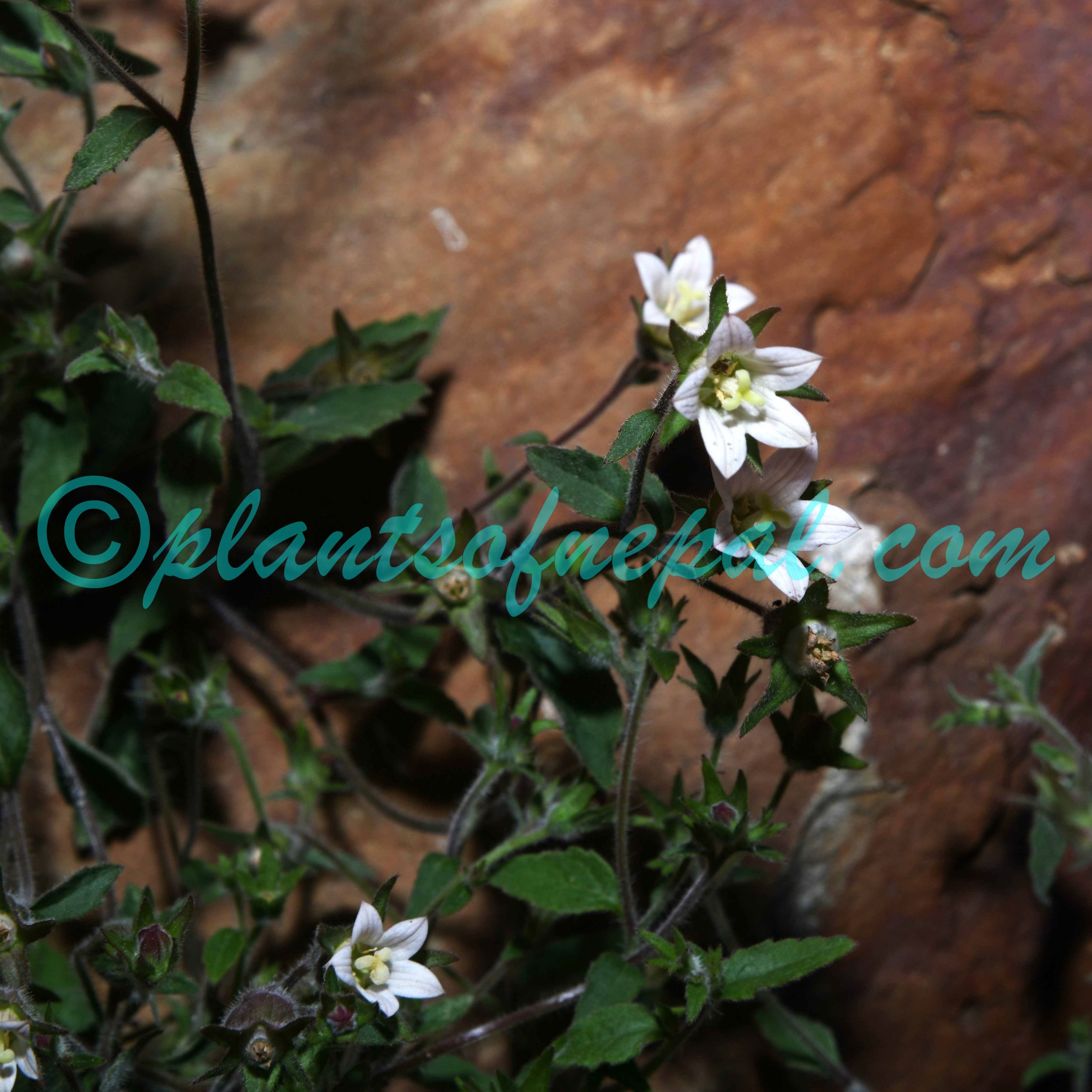 Campanula cana Wall. Plants of Nepal