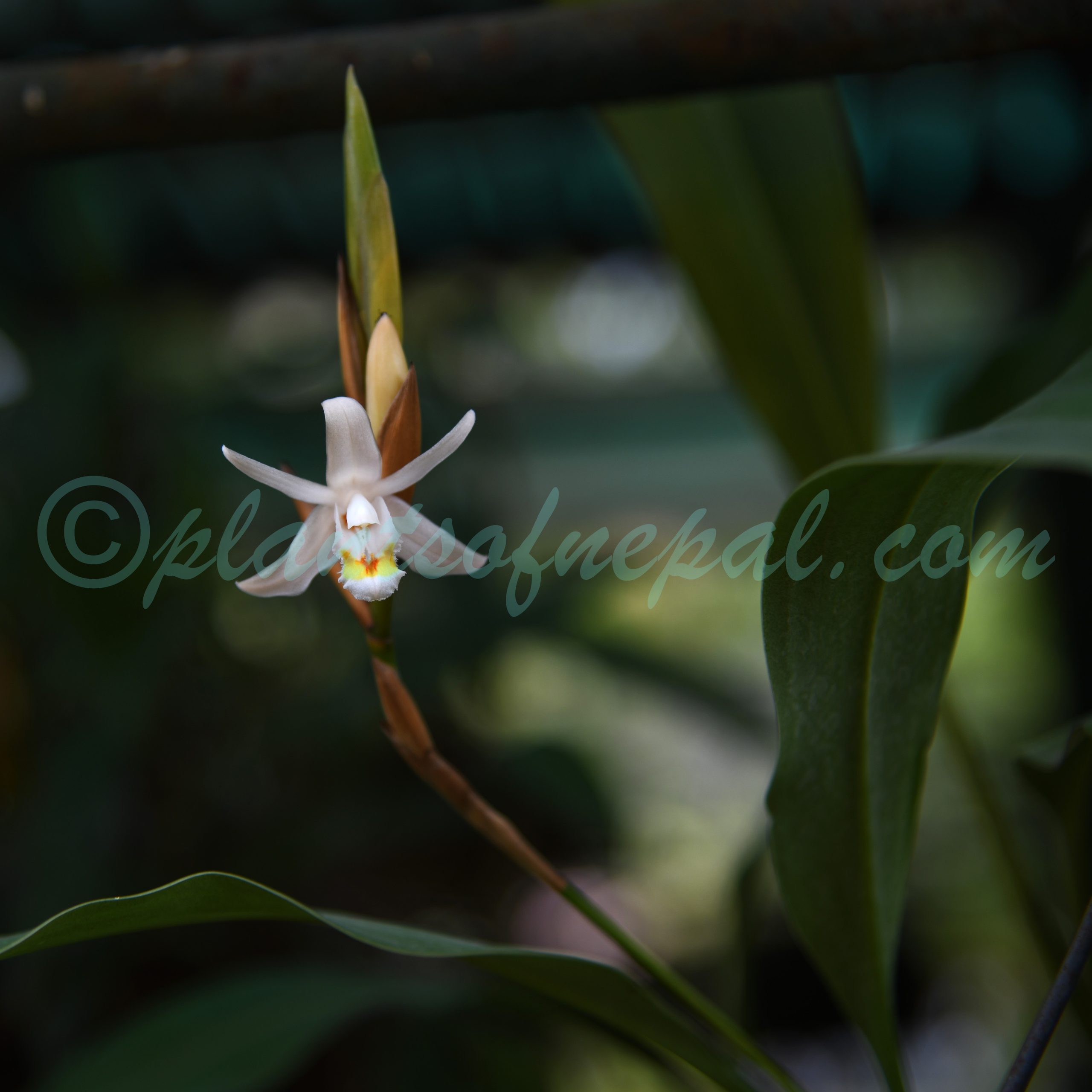 Coelogyne stricta (D.Don) Schltr. Plants of Nepal