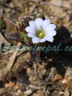 Gentiana capitata Buch.-Ham. ex D.Don Plants of Nepal