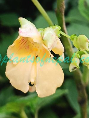 Impatiens discolor DC. Plants of Nepal