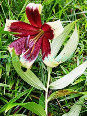Lilium nepalense D.Don Plants of Nepal