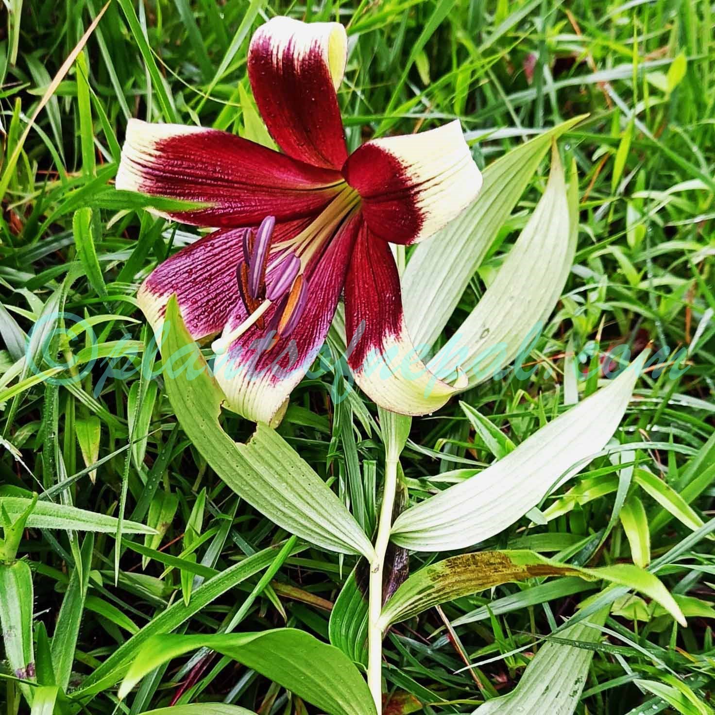Lilium nepalense D.Don Plants of Nepal